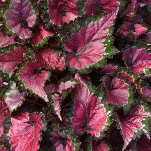 Begonia Rex Dino Cherry Fields